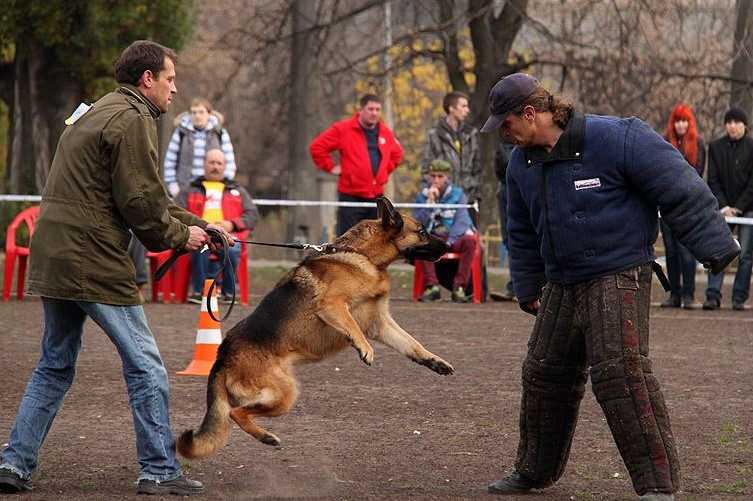 немецкая овчарка охрана