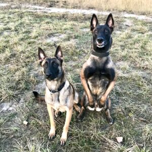 Малинуа MaliGuards